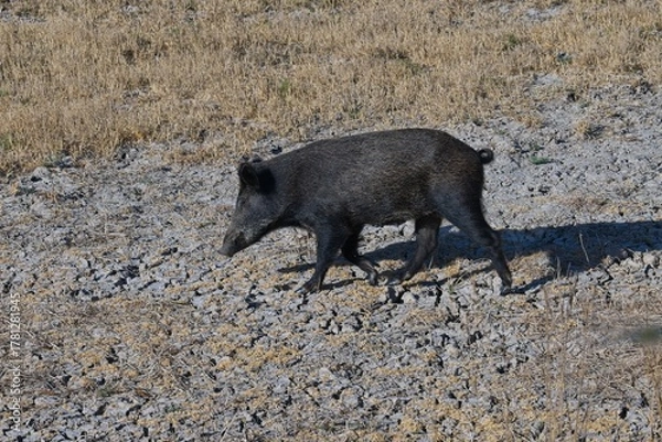 Obraz wild boar in the Donana National Park in Andalusia