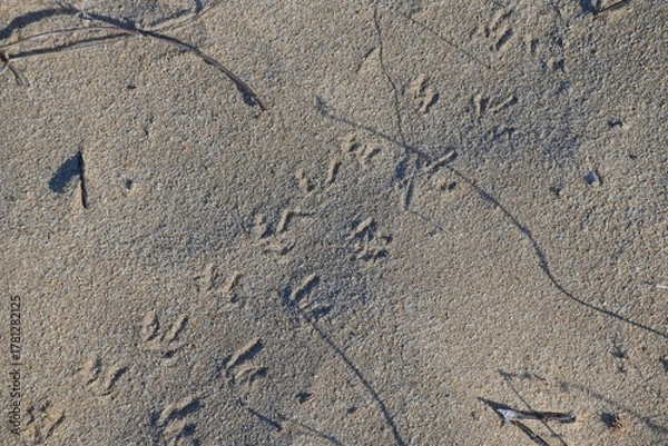 Obraz animal tracks in the Donana National Park in Andalusia