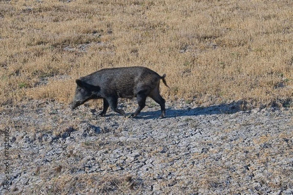 Obraz wild boar in the Donana National Park in Andalusia