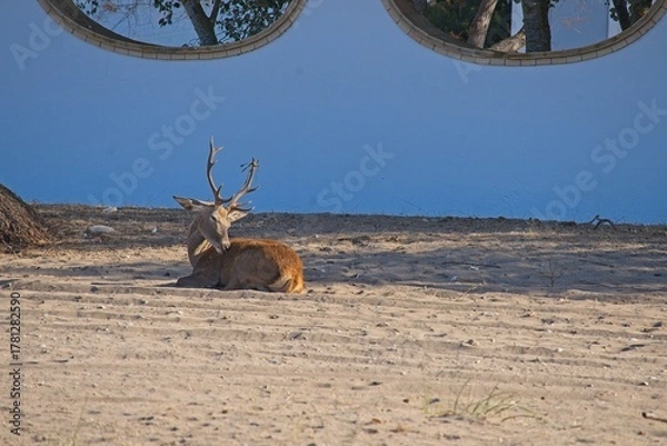 Obraz deer in the Donana National Park in Andalusia