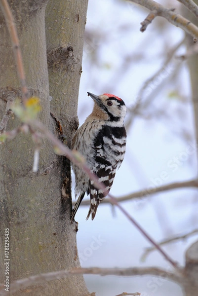 Fototapeta Lesser spotted woodpecker on a cold day. 
