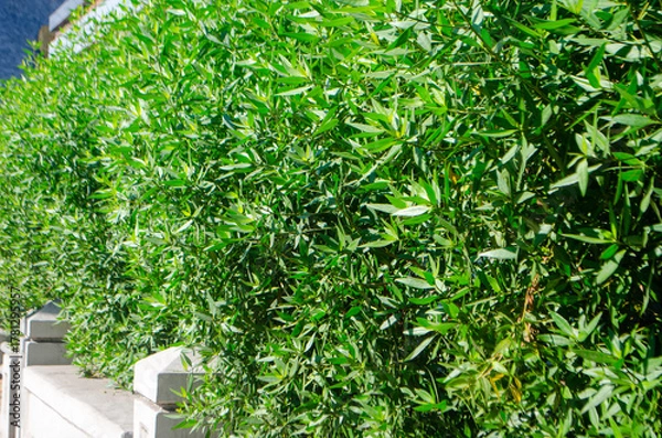 Obraz Lush green foliage creates a natural privacy screen, perfect for garden design inspiration and sustainable landscaping projects, vibrant and eco friendly
