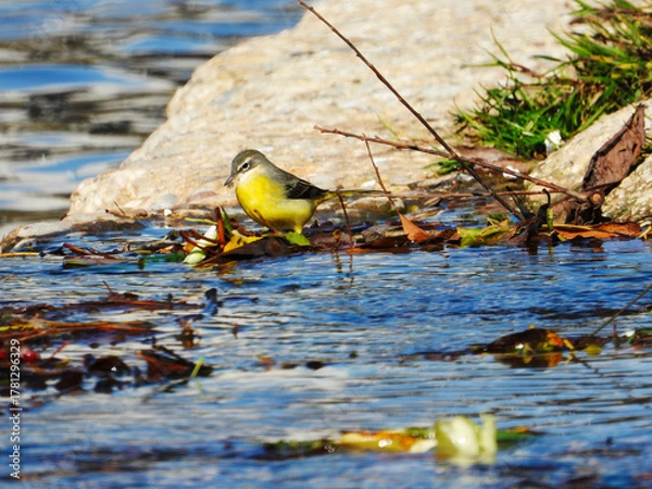 Obraz Grey Wagtail Searching for Food in Željeznica River
