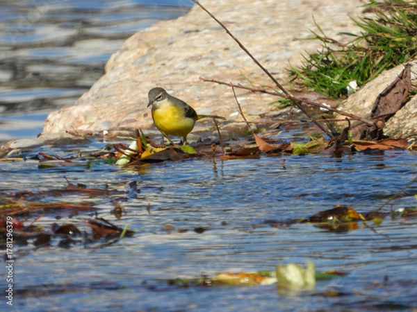 Obraz Grey Wagtail Searching for Food in Željeznica River