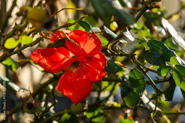 Fototapeta A slightly wilted red flower with slightly damaged leaves, bathed in sunlight and surrounded by green thorny branches—a natural detail in warm light