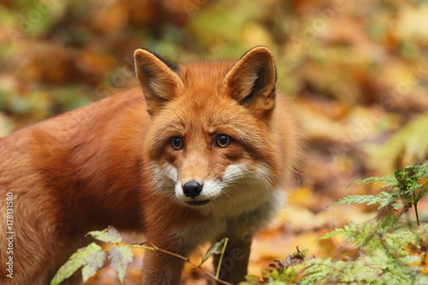Obraz Fox in the autumn forest