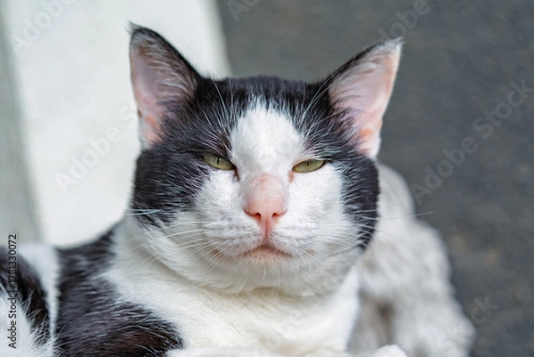 Fototapeta Cat Looking at Camera Close Up