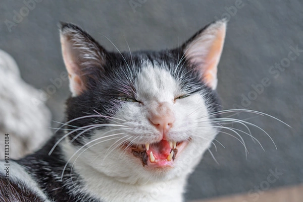 Fototapeta Curious Cat Facial Expression