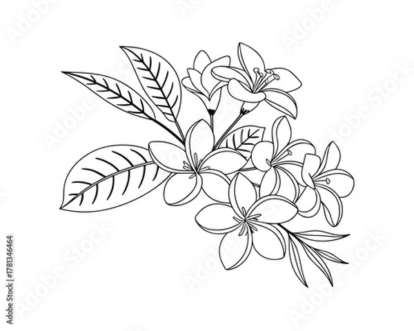 Fototapeta Elegant floral arrangement with plumeria flowers and tropical leaves isolated on white backdrop ready for coloring books or artistic design projects