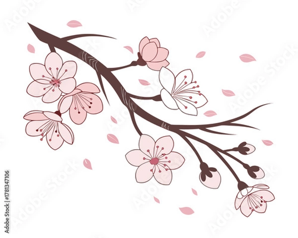 Fototapeta Elegant cherry blossom branch vector illustration with soft pink petals and delicate details for spring themed design projects