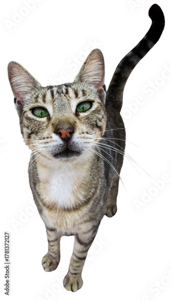 Obraz tabby cat with green eyes looking up on a white background. Curious domestic cat portrait isolated, showing whiskers, fur texture, and expressive gaze. Pet concept and animal theme