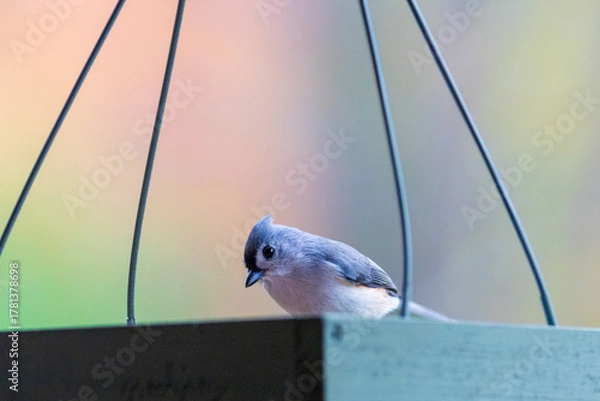Obraz bird perched on a railing