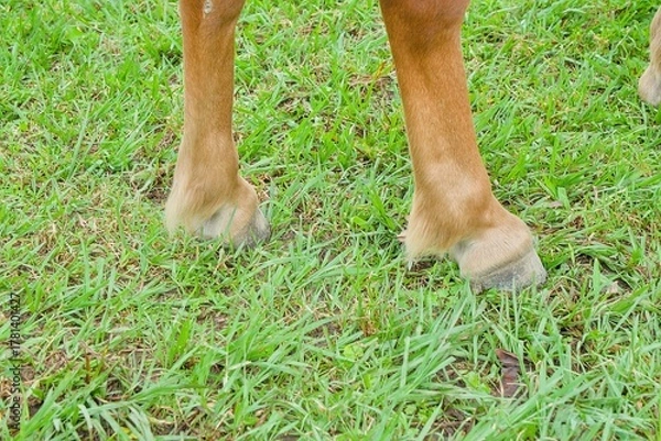 Obraz Closeup of the lower legs and hooves of a brown horse on grass