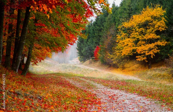 Obraz At the edge of the autumn forest