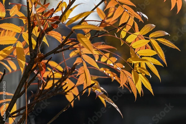 Fototapeta Close-up of a small Rowan tree with rowan berries in early November in Norrköping, Sweden