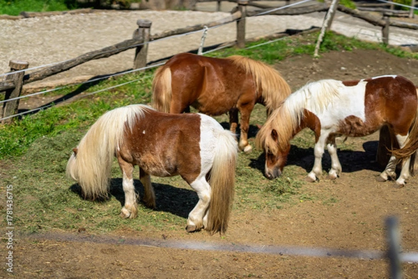 Fototapeta Piebald ponies with long manes graze peacefully in sunny paddock behind wooden fence. Concept of rural calmness, harmony with animals and symbol of Year of the Horse 2026