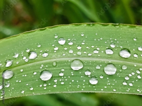 Fototapeta raindrops on grass leaf