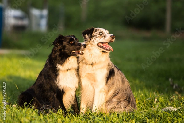Fototapeta border collie
