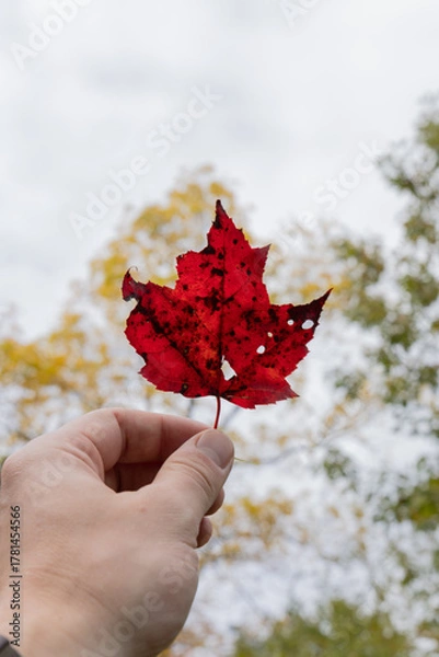 Obraz Beautiful Red Leaf Framed By Soft Fall Colors