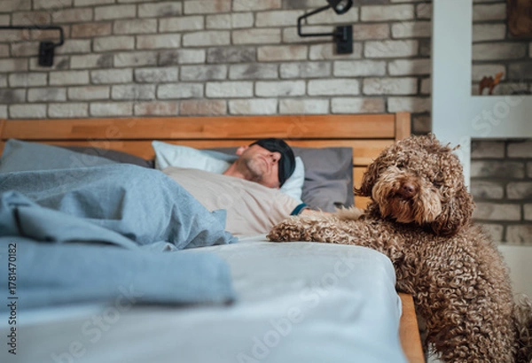 Fototapeta Maltipoo dog near the bed with sleeping owner wearing black sleep eye mask during daytime nap on unfocused background. Funny pets and healthy lifestyle concept image.