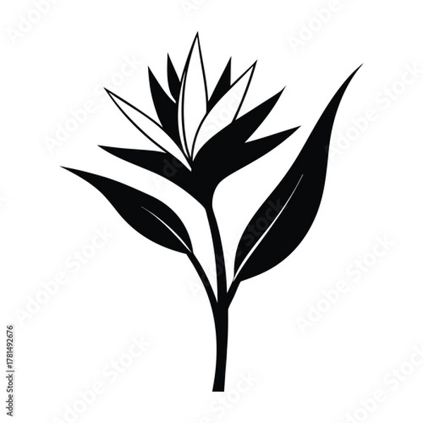 Obraz Bird of paradise flower strelitzia nicolai botanical vector drawing with green leaves and colorful petals