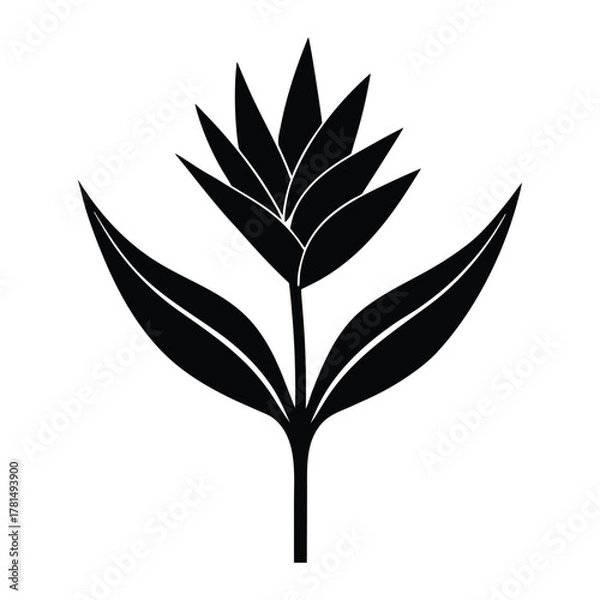 Obraz Vector botanical illustration of bird of paradise flower Strelitzia reginae exotic tropical floral element