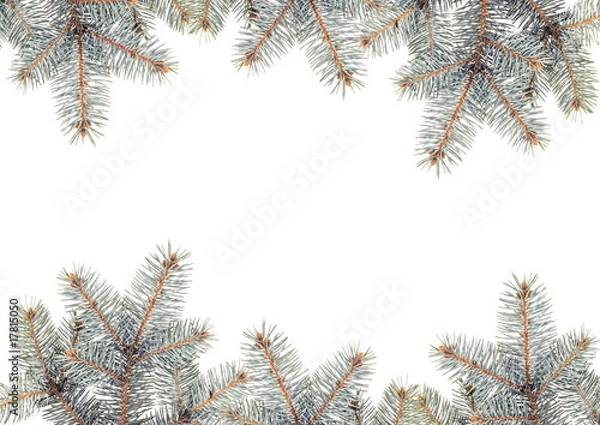 Fototapeta Silver Pine branches