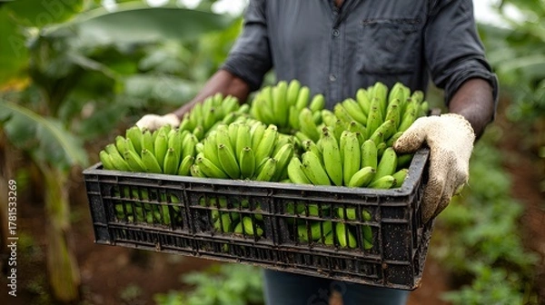 Obraz An agricultural worker carries a crate full of unripe green bananas in a field on a sunny day outside.