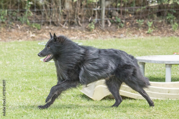 Fototapeta groenendael
