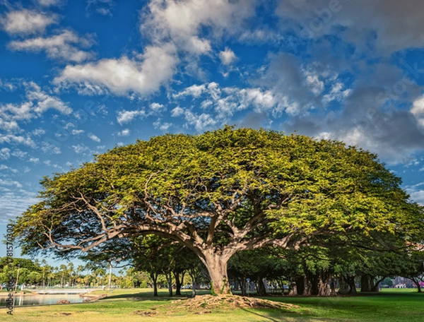 Fototapeta Old Growth Monkey Pod Tree in a Park.