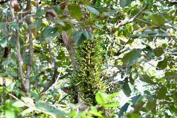 Fototapeta orchid on tree