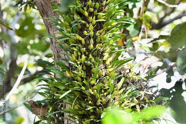 Fototapeta orchid on tree