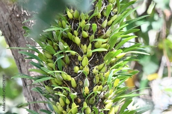 Fototapeta orchid on tree