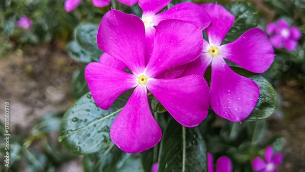 Fototapeta A vivid pink periwinkle flower with five petals stands out beautifully against lush green foliage. Its soft texture and natural symmetry create a striking floral portrait from above.