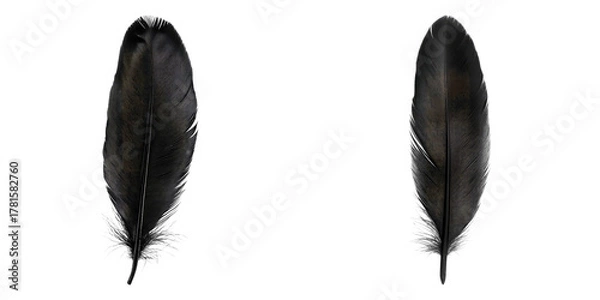 Fototapeta Two isolated black feathers displayed against a minimalist backdrop, showcasing their intricate textures and elegant forms
