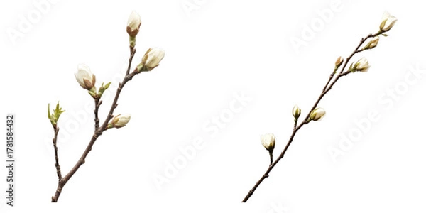 Fototapeta Delicate magnolia blooms on branches, a sign of springtime and renewal. The image evokes feelings of tranquility and the start of a new season. The subtle colors and focus create a sense of calmness.