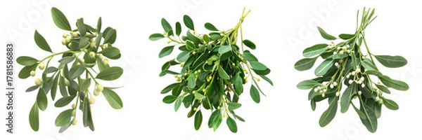 Obraz Close-up shot of three bunches of fresh green mistletoe with berries