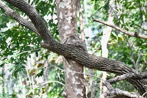 Fototapeta tree in the forest