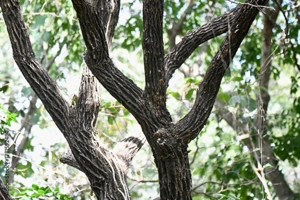 Fototapeta tree in the park
