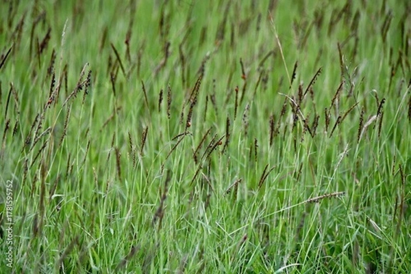 Fototapeta green grass background