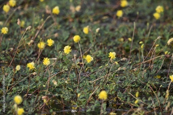 Fototapeta yellow flowers in the grass