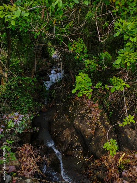 Fototapeta A natural spring stream flows between rocks covered in green bushes, seen from above.