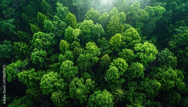 Fototapeta Top down aerial view of dense green forest canopy with sunbeams filtering through the leaves creating a mystical atmosphere natural beauty and tranquility