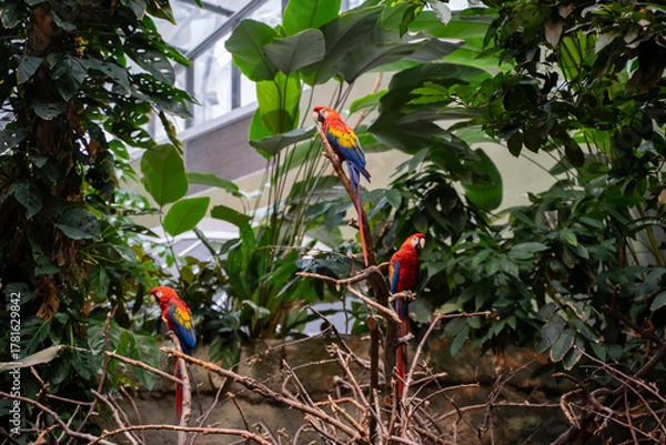 Fototapeta Scarlet macaws perched on branches inside Montreal Biodome tropical rainforest.