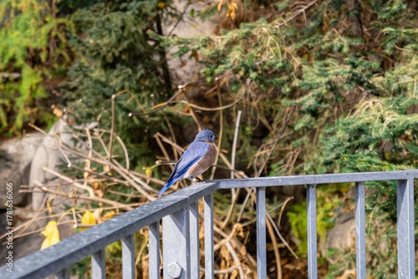 Fototapeta View of an eastern bluebird perched on a metal railing.