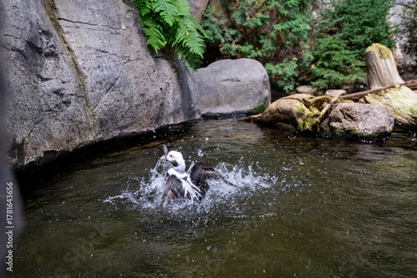 Fototapeta Duck splashing in water inside sub-polar habitat exhibit.