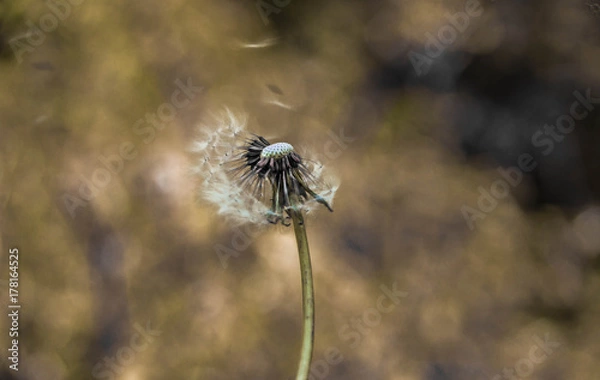 Obraz dandelion