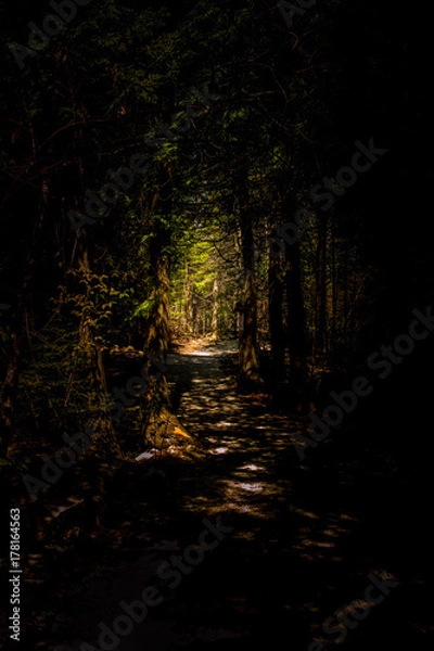 Fototapeta Forest Trails