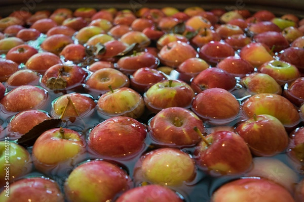 Fototapeta Apples Waiting to be Cider