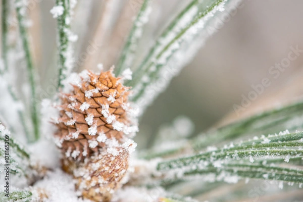 Obraz Frosted Pinecone